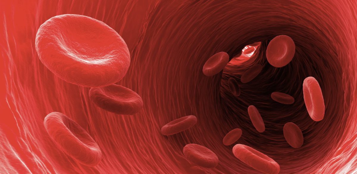 Густая кровь в организме. Гемоглобин у беспозвоночных. Густая кровь как называется по научному.